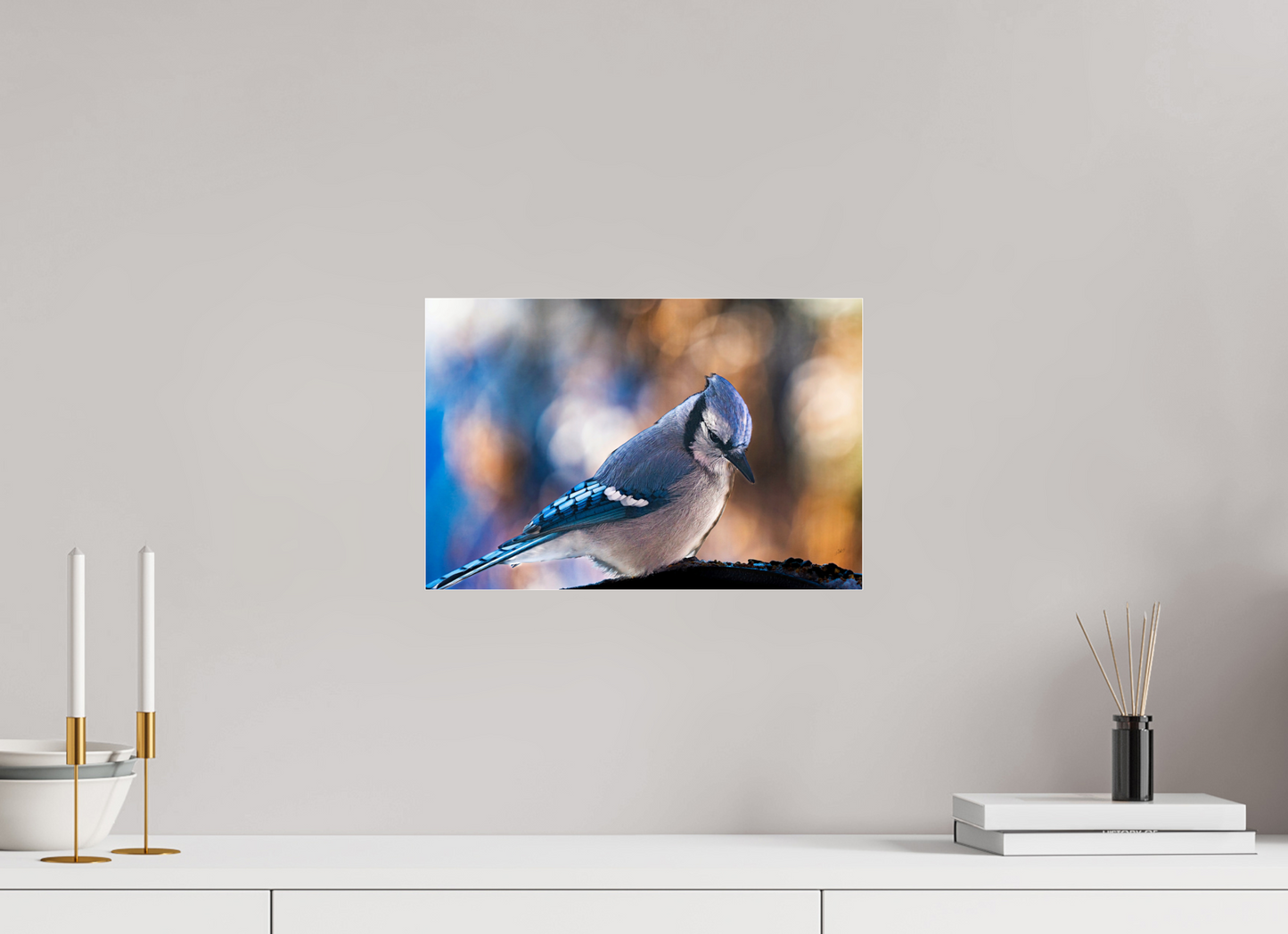 15 x 10″, Photoprint under Acrylic Glass Blue Jay