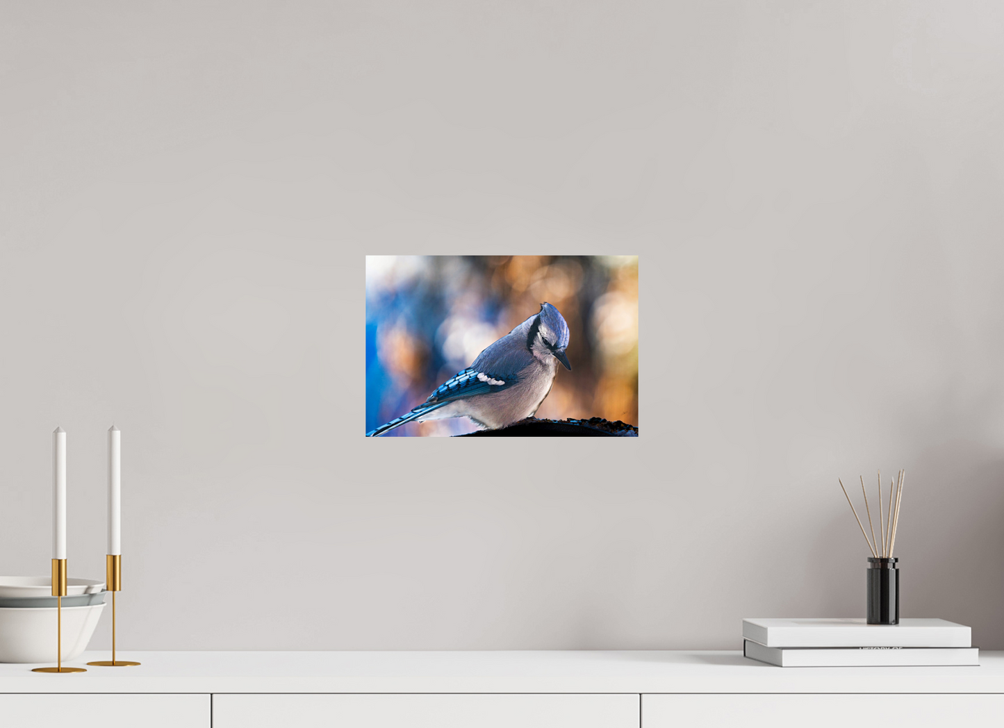 12 x 8″, Metal Prints Blue Jay