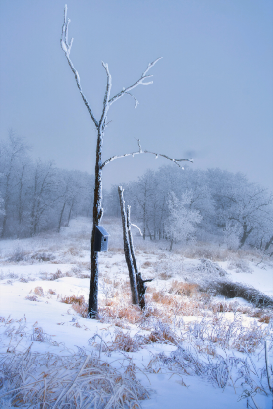 Main image Birds Nest in Winter 2 - Metal Acrylic Glass