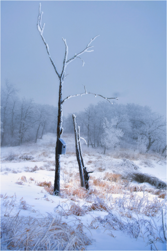 Main image Birds Nest in Winter 2 - Metal Acrylic Glass