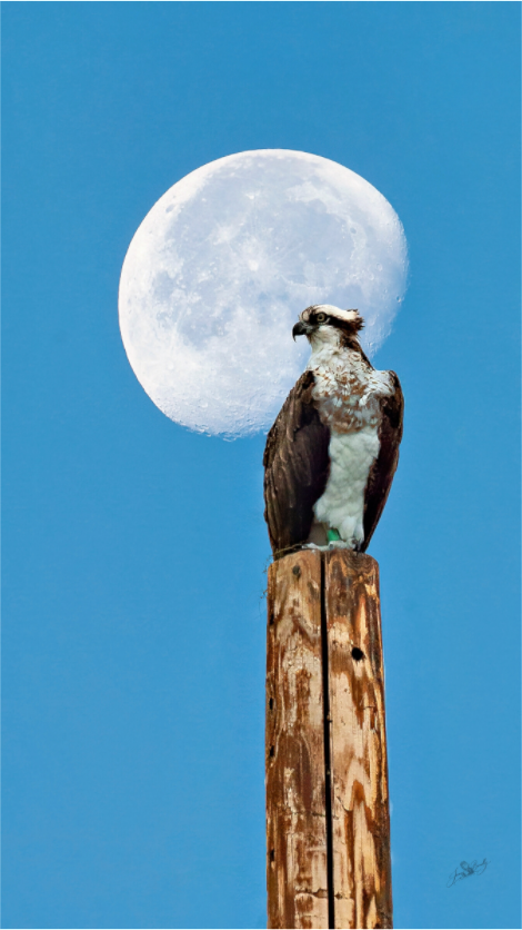 Main image Moon Osprey Metal Acrylic Glass