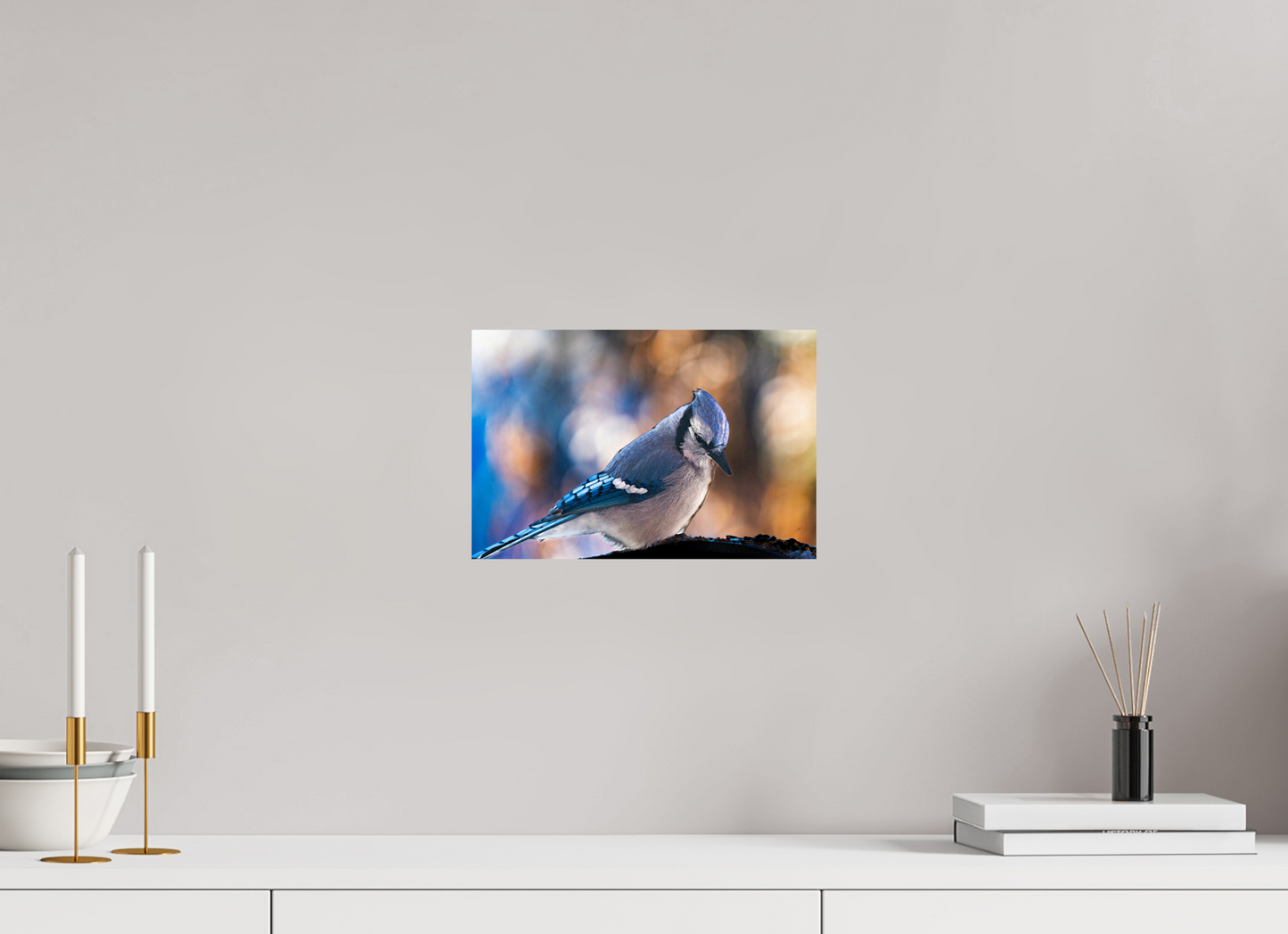 12 x 8″, Photo Print On Fuji Crystal DP II Blue Jay