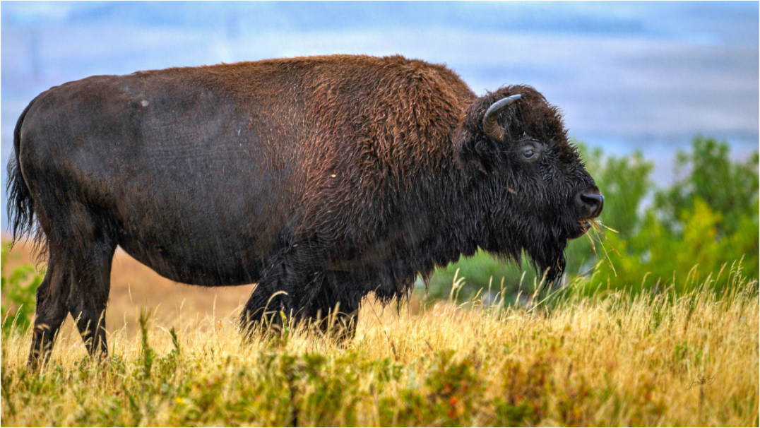 Main image Medora Bison in Rain Metal Acrylic Glass
