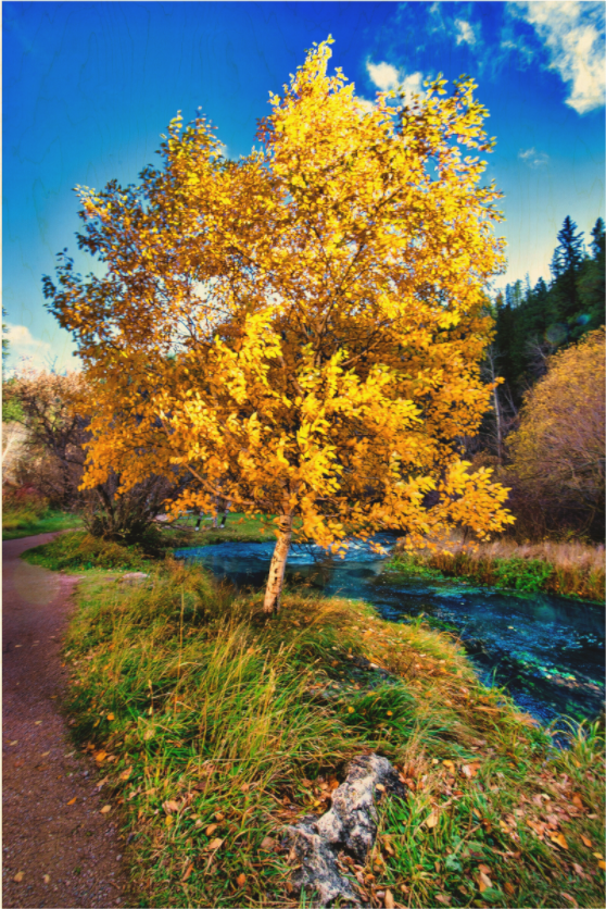 Main image Spearfish Canyon Yellow Tree