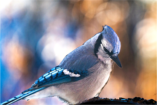 Main image Blue Jay