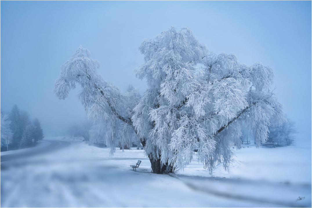 Main image An Oak in Frost - Acrylic Glass