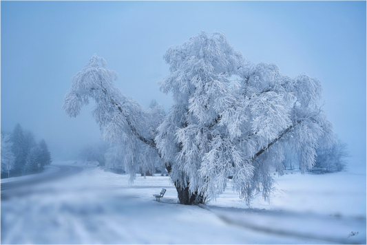 Main image An Oak in Frost - Acrylic Glass