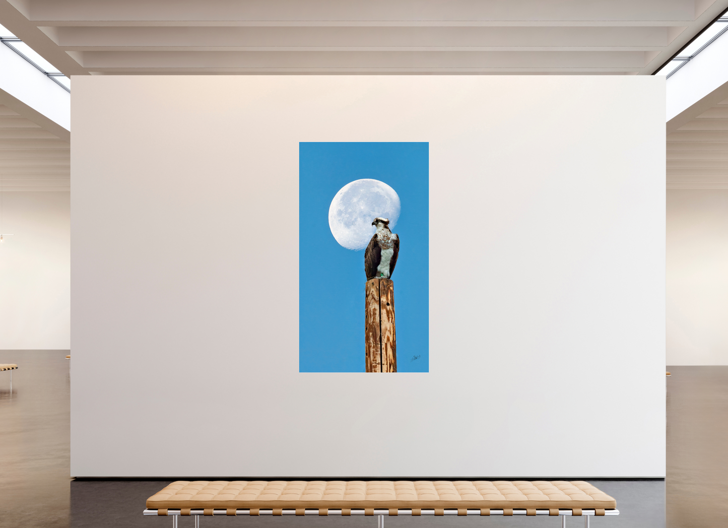 45 x 80″, Photo Print Under Acrylic Glass Moon Osprey Metal Acrylic Glass