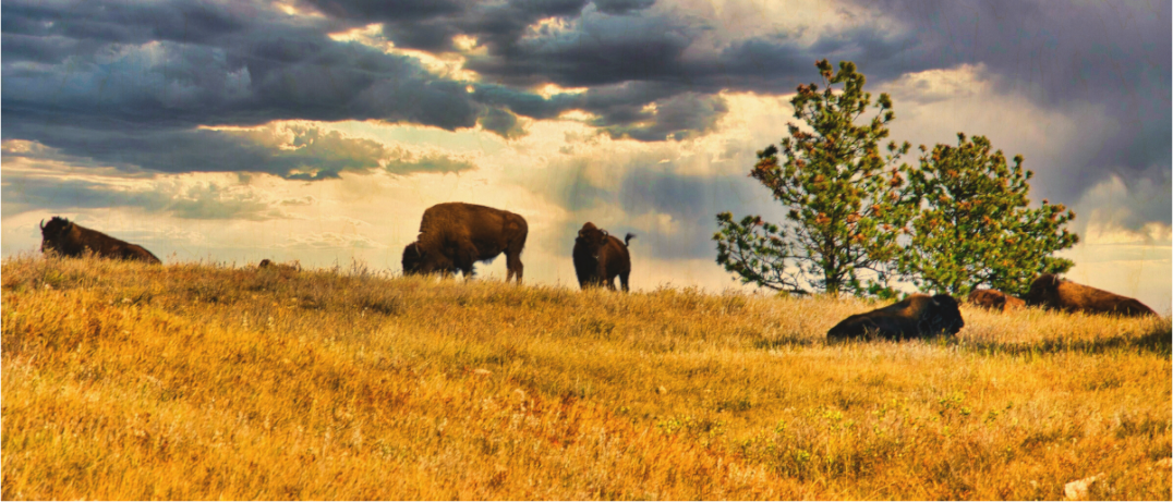 Main image Buffalo of Custer