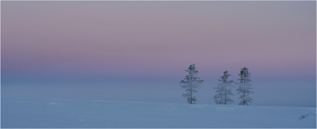 Main image Three Pines of Winter on Aluminum Acrylic Glass
