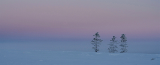 Main image Three Pines of Winter on Aluminum Acrylic Glass