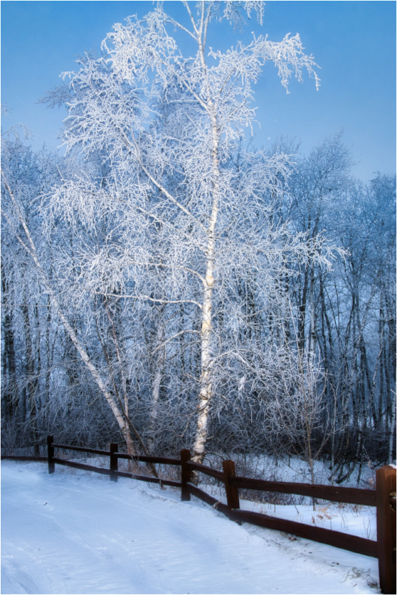 Main image Paper Birch in White Metal Acrylic Glass