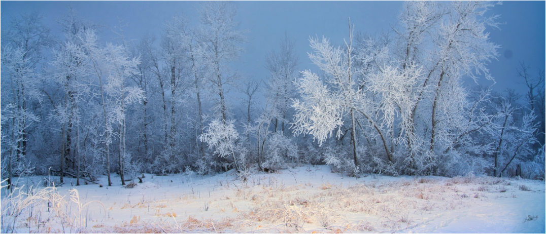 Main image Frost of Winter - Metal Acrylic Glass