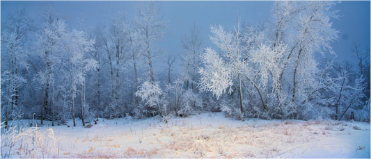 Main image Frost of Winter - Metal Acrylic Glass