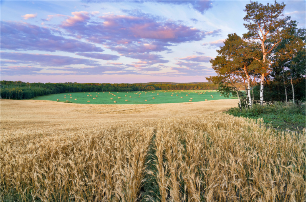 Main image Amber Waves 1 - Acrylic Glass