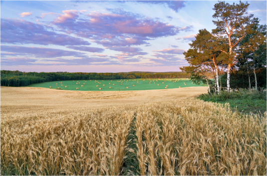 Main image Amber Waves 1 - Acrylic Glass