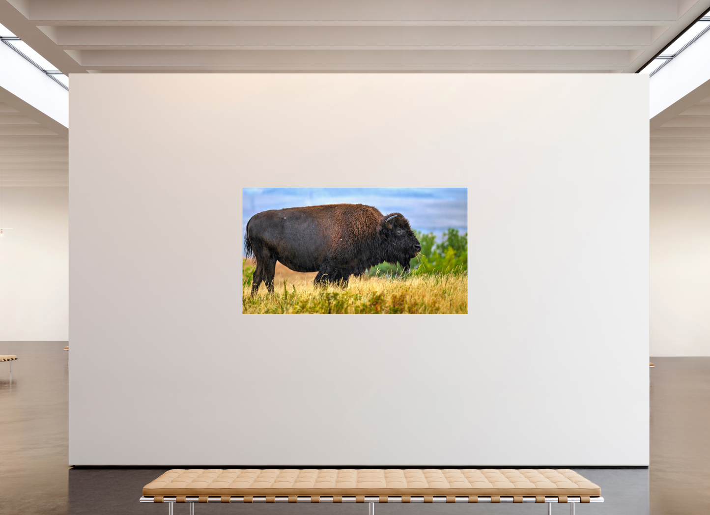 80 x 45″, Photo Print Under Acrylic Glass Medora Bison in Rain Metal Acrylic Glass