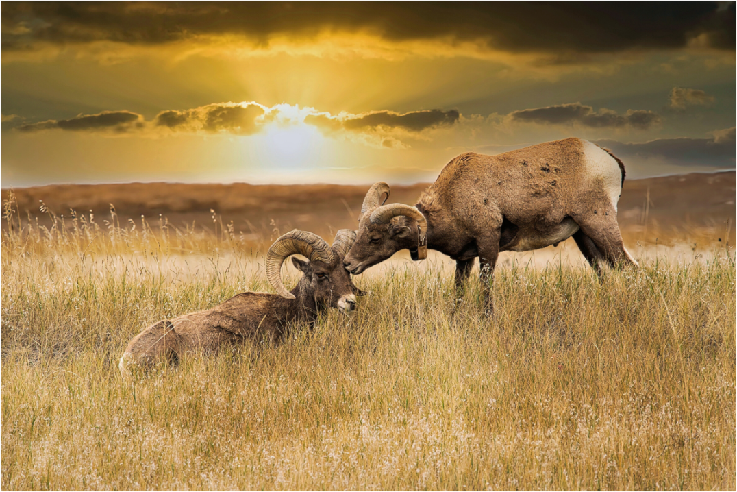 Main image Badlands Sheep Kiss - Metal Acrylic Glass