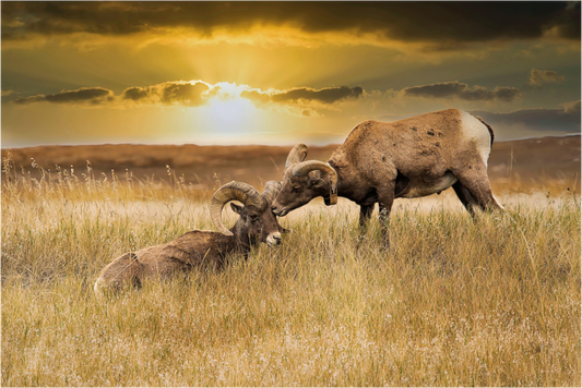 Main image Badlands Sheep Kiss - Metal Acrylic Glass