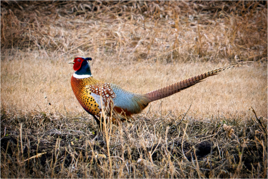 Main image The Pheasant Aluminum Acrylic Glass